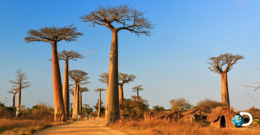 🌎 Discovery Channel on Twitter: 