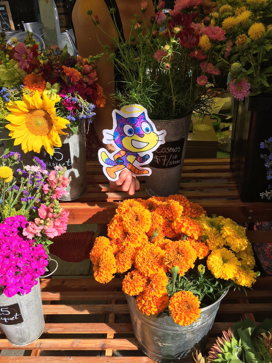 TOTALTeacher's tweet photo. #FlatScratchCat smelling flowers at the farmers market in Lexington Ky @ms_deljuidice https://t.co/635PjujLzo