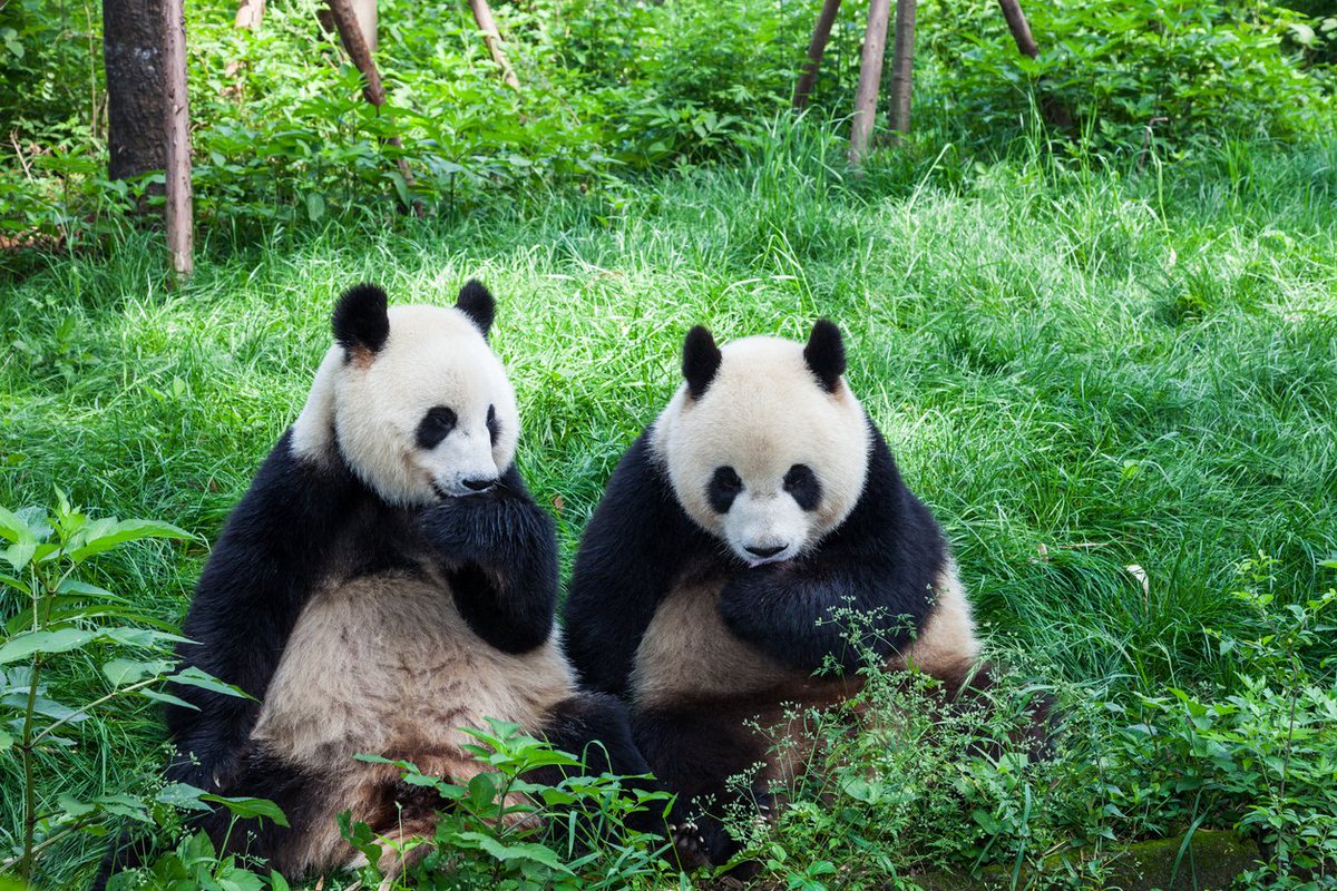 Easyvoyage's tweet photo. Un bébé panda est né au zoo de #Tokyo 🐼 ➡️ https://t.co/eQ0QA34jbd 
🔶
🔷 https://t.co/SOWj5CDuHn