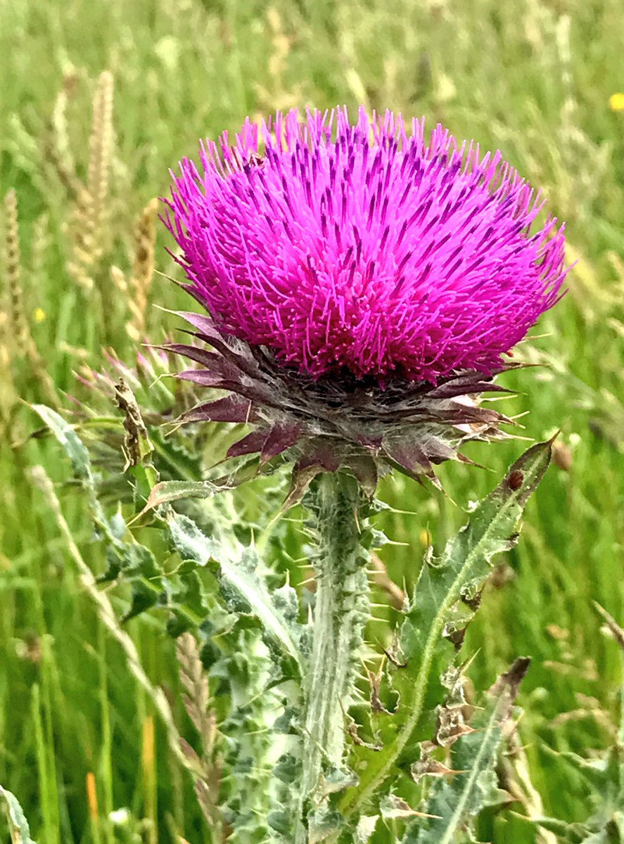 Life in the #outdoors is about appreciating &amp; valuing everything no matter how diverse! Positive transferable #LifeSkills #30DaysWild 🦊🐾