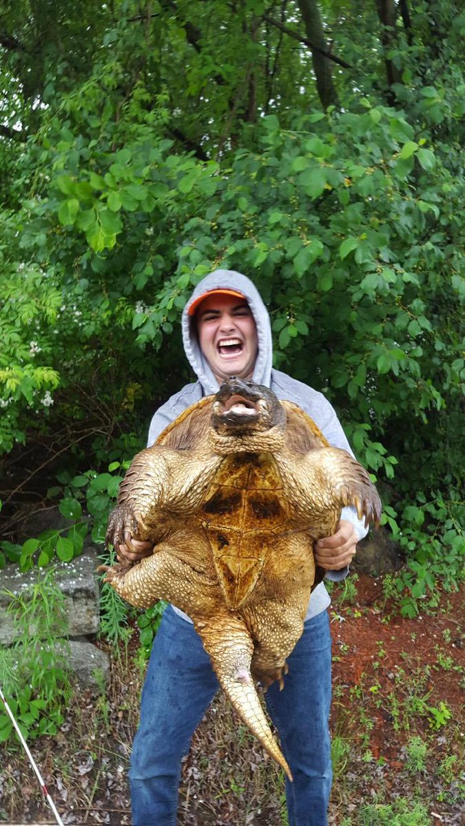 LowellSun's tweet photo. Thank you Todd Cresta of Lowell for sending in this photo of a Snapping turtle he caught on the Concord using 10lbs test #CatchAnything https://t.co/rqRJDnUf2I