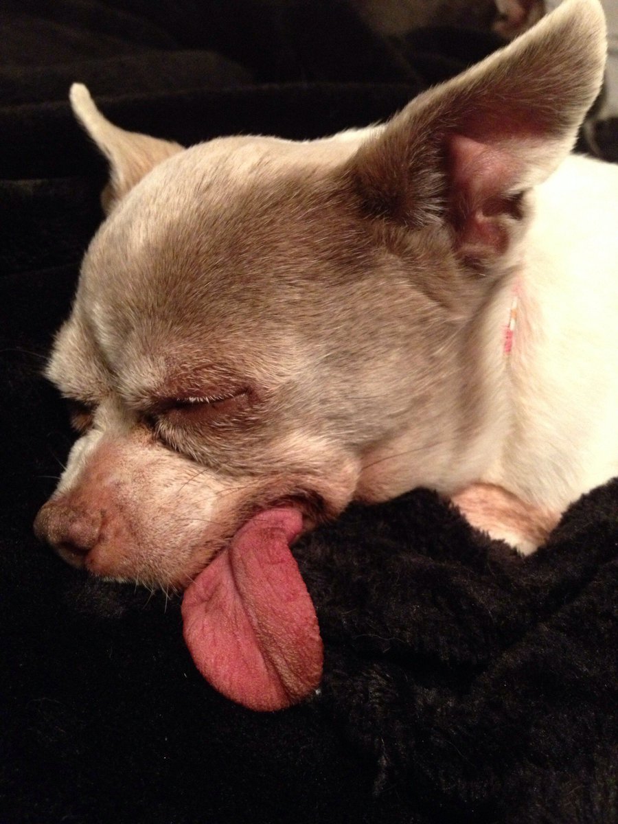 spotspot's tweet photo. A tongue only a mother could love. And I did for a full 18 years. #grayC #dogsoftwitter #memories #imgonnamissyou https://t.co/buCr0BPgCj