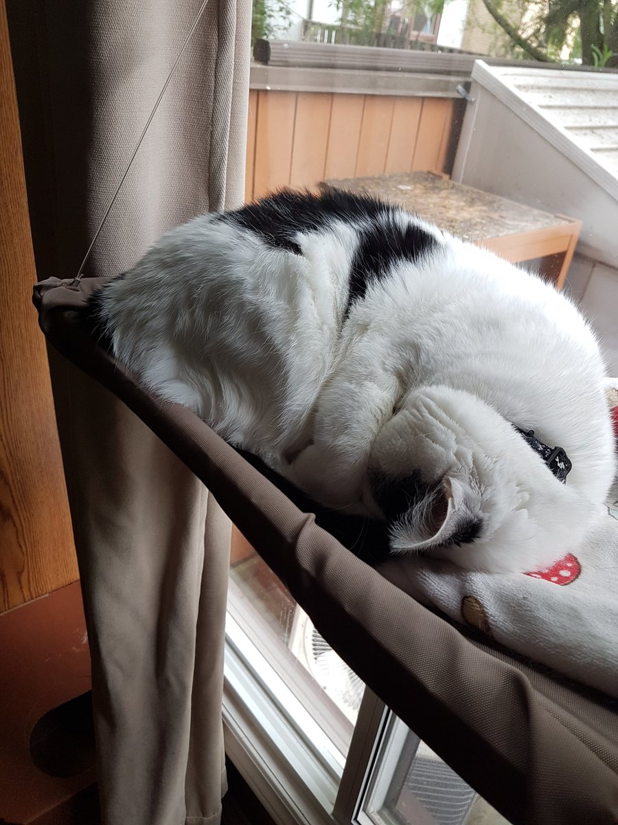 SophieEmily2016's tweet photo. Mommy I'm sleepy stop bugging me!! #emilythecat #Caturday #CatsOfTwitter #catsrule https://t.co/bUsqRlJd8N