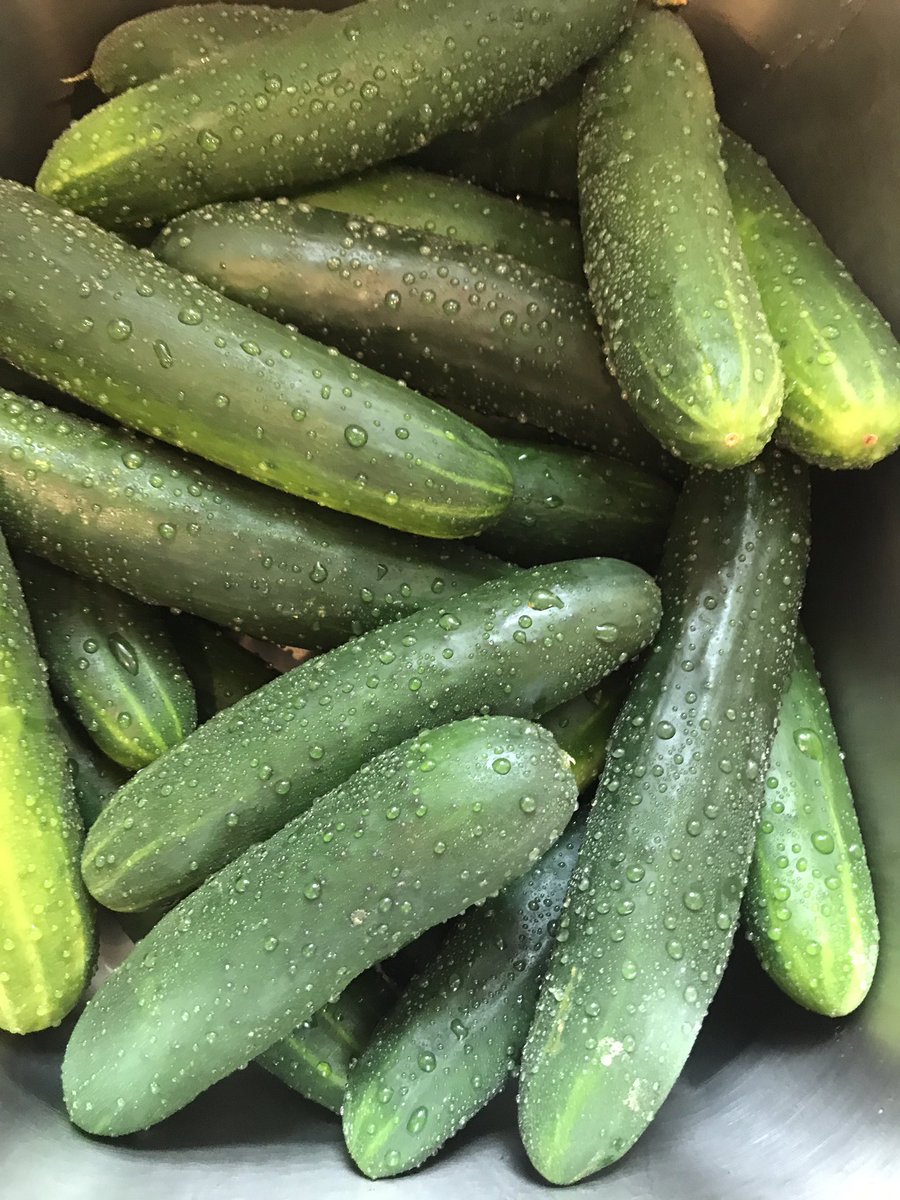 dsdillspickles's tweet photo. Can't have spicy pickles without spicy peppers https://t.co/x3JNjGO5Dy