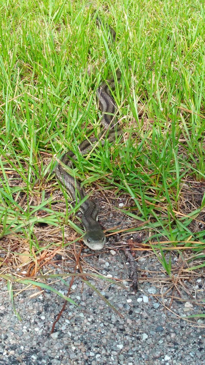 v_l_cunning's tweet photo. Mr Snake! I met him on my jog this morning :) He's awesome. Anyone know what this could mean #Hermetically ? https://t.co/O087dYYUKF