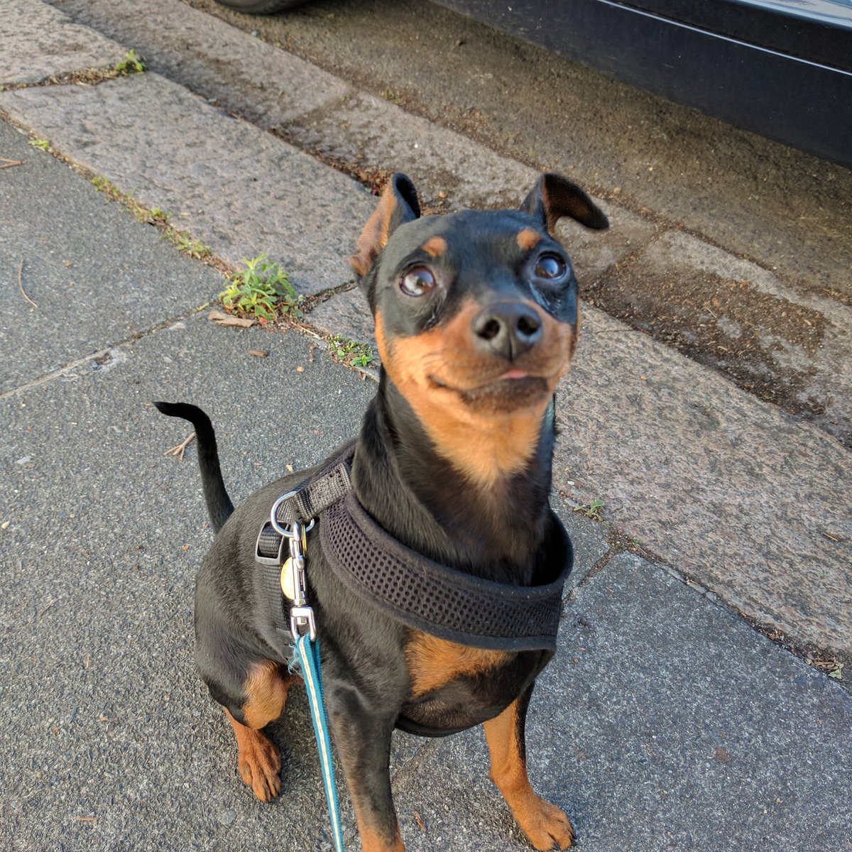 dingdogslondon's tweet photo. This is Charlie, look at his blep #dogterms #blep #minipincher https://t.co/jNm2jGTRDF