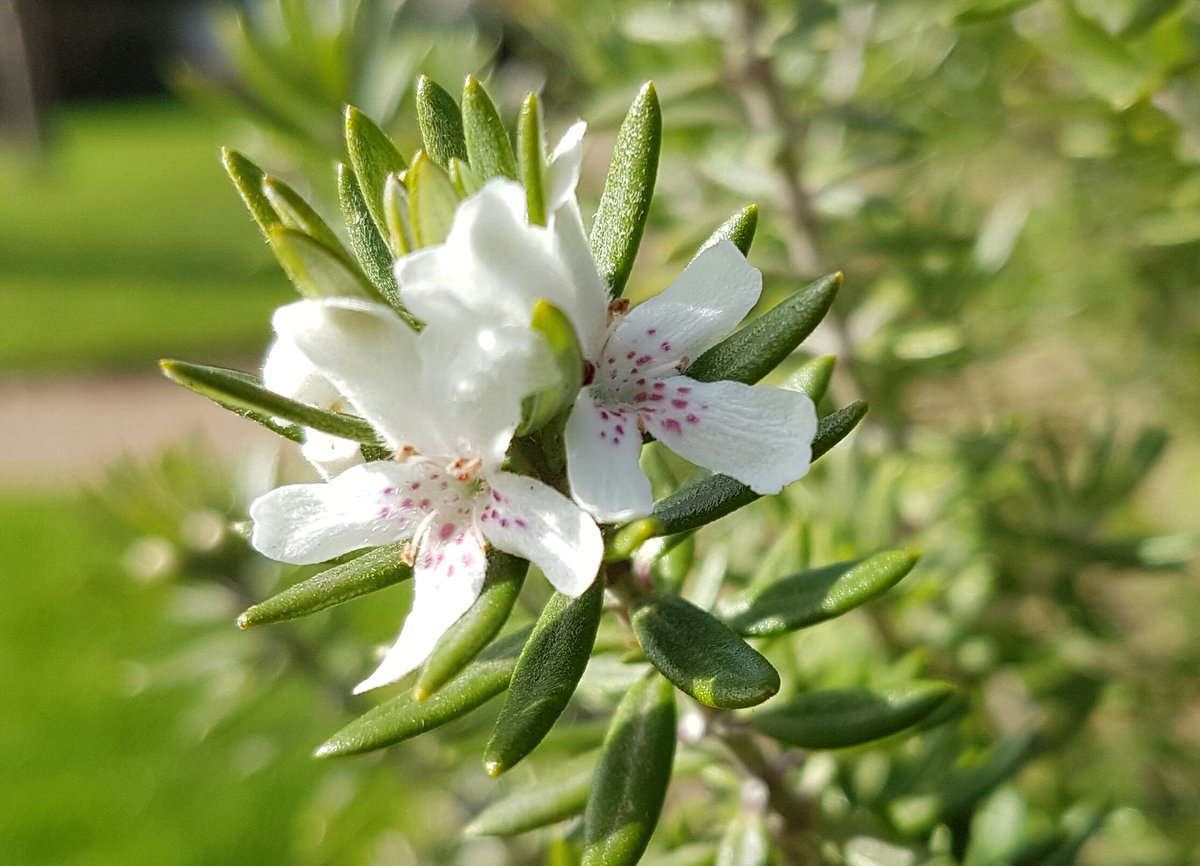 nickbailey365's tweet photo. Westringia fruticosa. Described as tender, this australian shrub and seen off -4 this winter and has flowered since April 2016! #futureplant https://t.co/RrzgzGWsnq