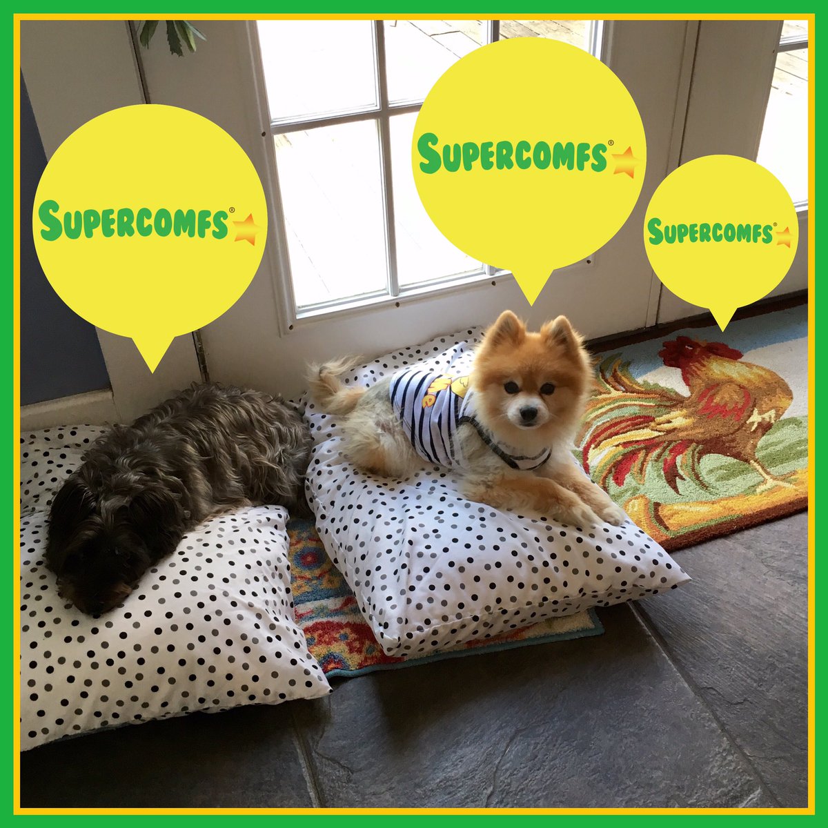 supercomfs's tweet photo. #Supercomfs💚🌟 #Bundles💰o' #Plumps⚪️➖🐶🌦, 🐔👑, 🐓 https://t.co/kWqSMtflqa