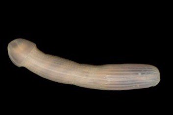 Преглед на изображението в Twitter