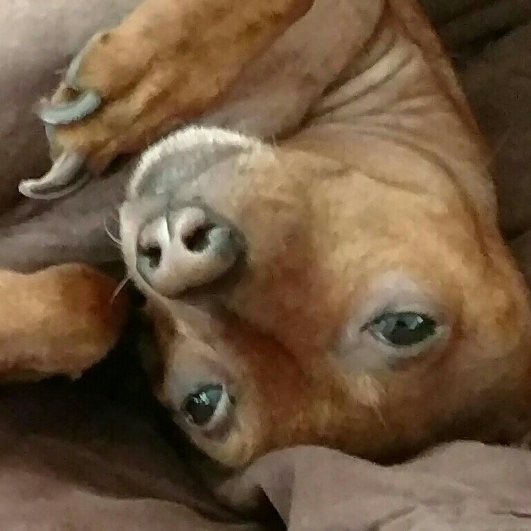 1mpracticalGirl's tweet image. #NewProfilePic
My smug dog