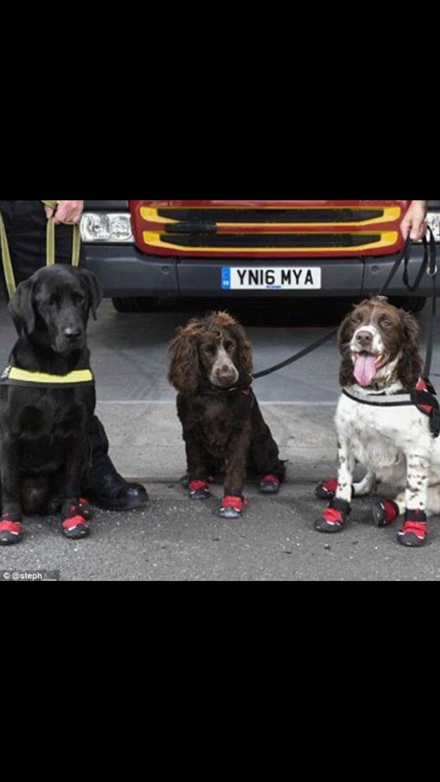 These are the amazing dogs who searched the #GrenfellTower with their fire protective boots on. 👏👏👏