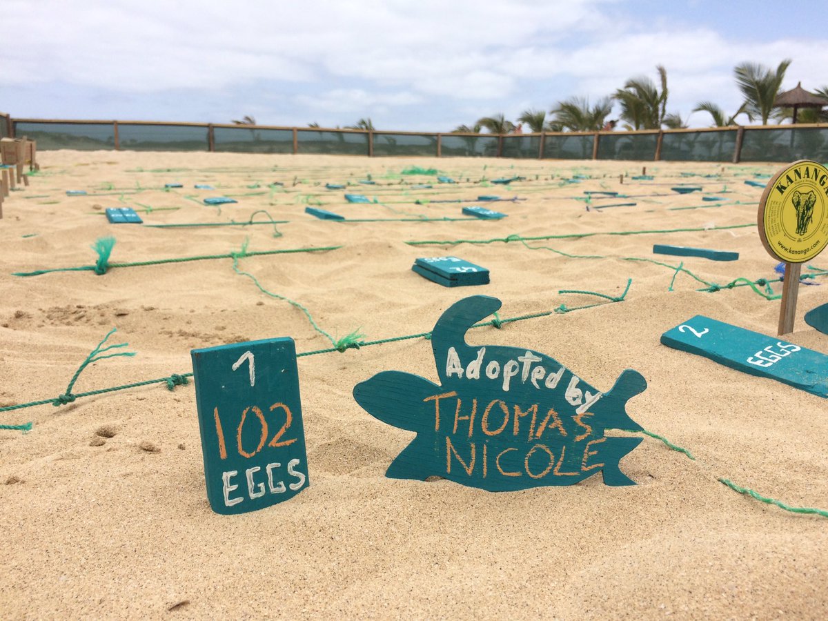 Second nest of the season, first at the conservation hatchery! Come and visit us at <a href="/RiuHoteles/">RIU Hotels & Resorts</a> on #SalIsland