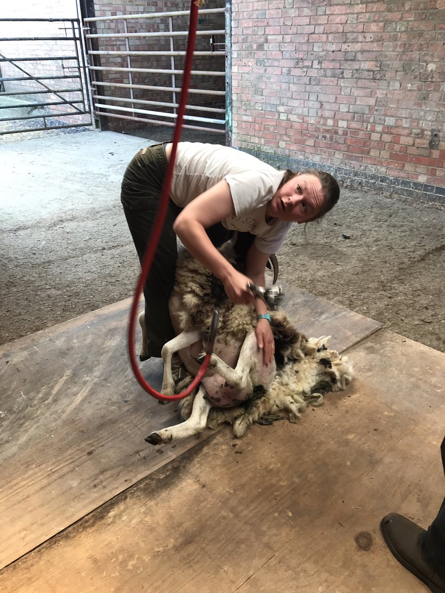 WanderingGoose's tweet photo. First of the #sheep got their annual haircut today! Very pleased that thanks to the #Wool Board shearing course, I was able to do it myself. https://t.co/SyXA0lQbiE