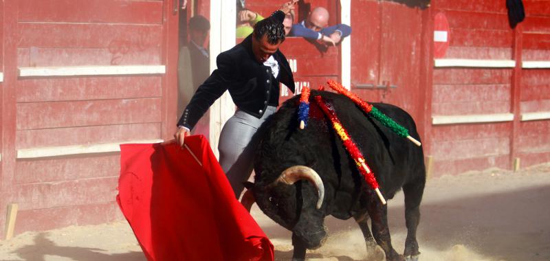 carnavaldeltoro tweet picture