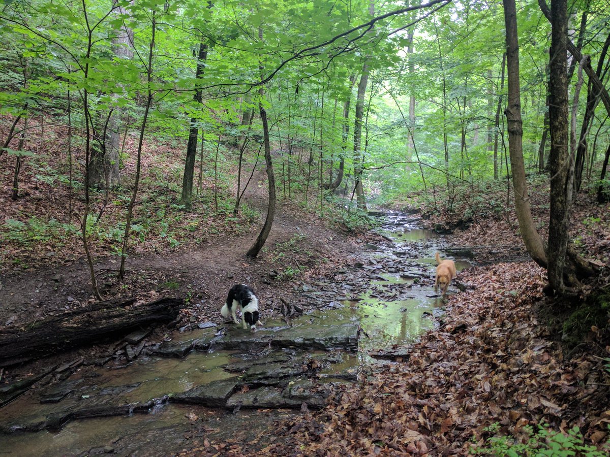 MartinSchamis's tweet photo. Dogs on the hike https://t.co/6ygbmiLBq0