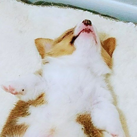 foolofapup's tweet photo. Exhausted after a long day of playing. Spent the whole day tackling my brother.
#corgi #corgipuppy #puppy #corgilo… https://t.co/a4CWJI3djC https://t.co/tkwZB8PQGQ