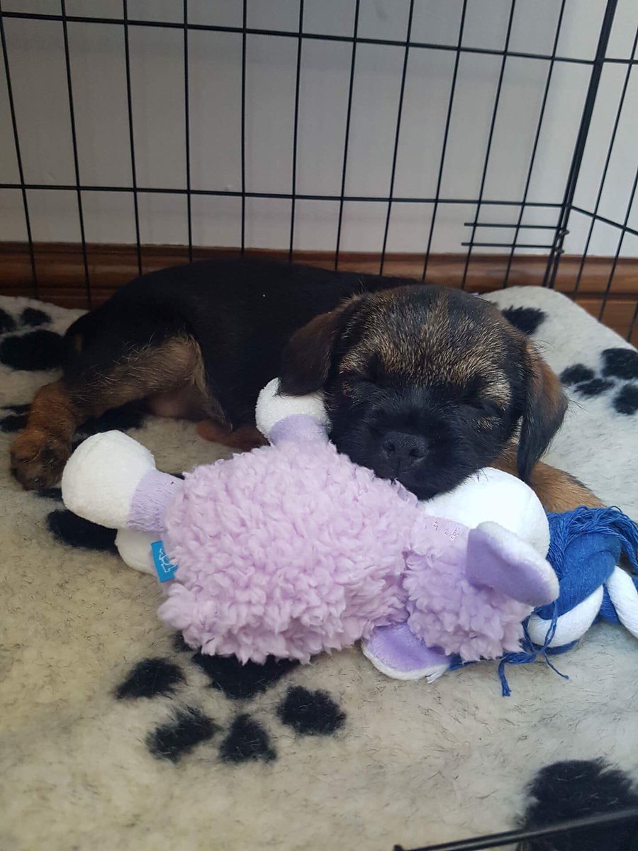 PoppyBorderT's tweet image. I think that they ❤️me very much guys!!! What do you fink?