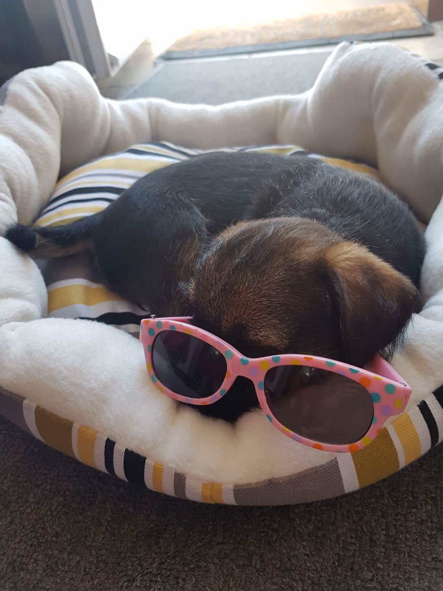 PoppyBorderT's tweet image. I think that they ❤️me very much guys!!! What do you fink?