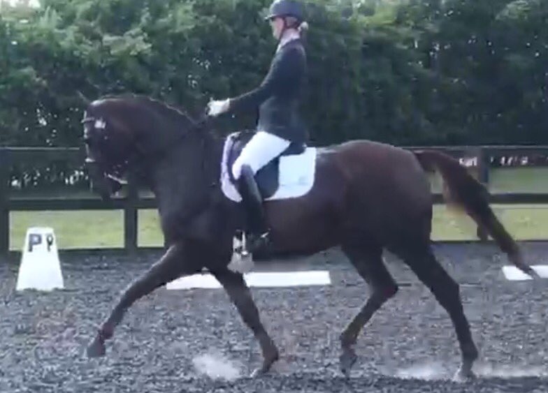Tor Fenwick Dressage tweet media