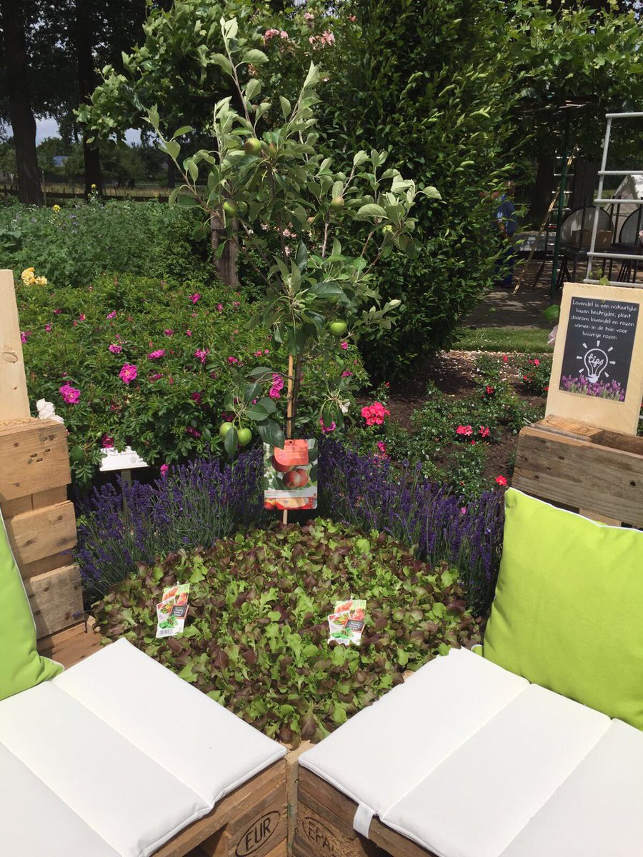 OutdoorRoses's tweet photo. Presentatie opgebouwd in de @derozenhoflottum voor de week van de #potroos #potrozenshow dit is van 18 tot 25 juni #roos #roses #lottum https://t.co/MiwaDvSHhY