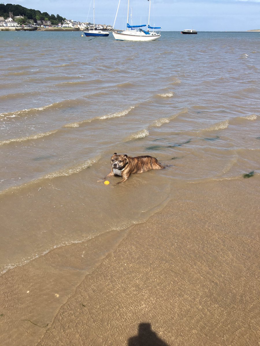 Sea pup