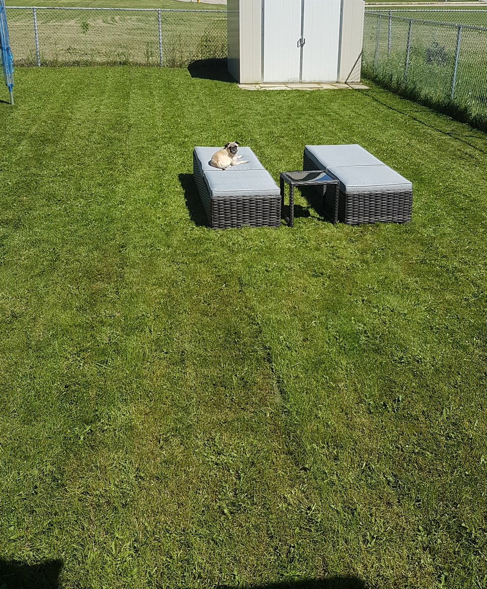 Airforcepugs's tweet photo. These are for us all to use yes? #sunbathingbeauty #sunpug #loveit https://t.co/Bokyga3zYg