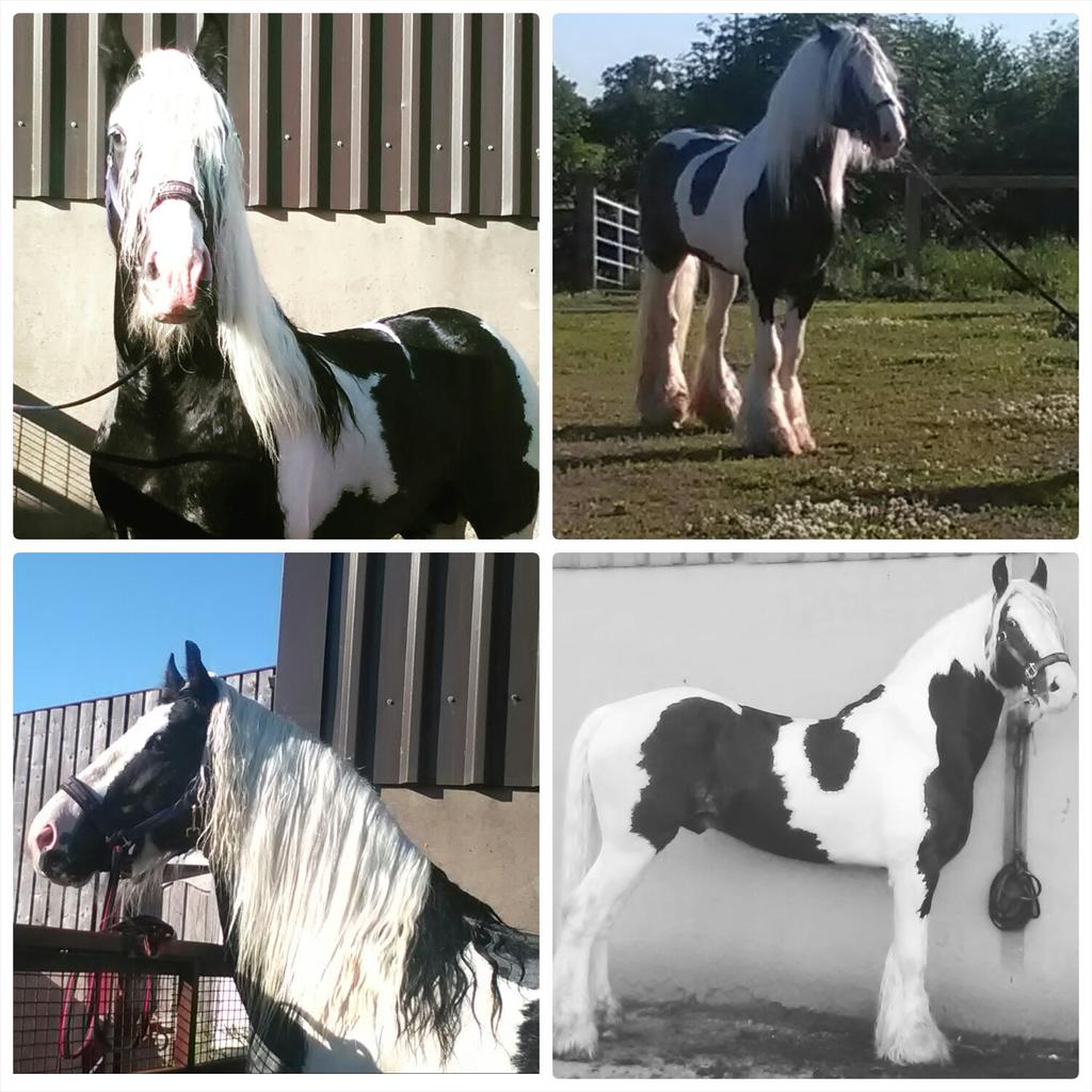 MurphysMagic8's tweet image. #collagemaker made by @lyrebirdstudio Domino😍