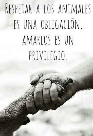 Ecogranjero's tweet photo. "La grandeza de una nacion puede ser juzgada segun la manera en que trata a sus animales" -Mahatma Gandhi https://t.co/LeNLV993t2