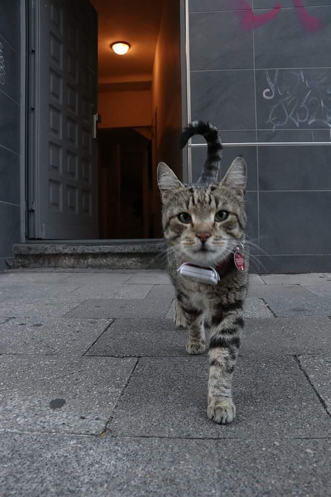 Is it still #Caturday? 😊 @KingLouiAC 😻