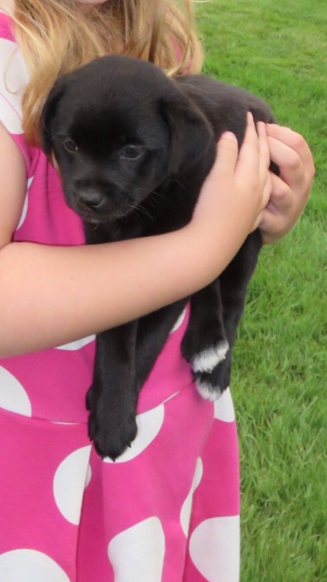 ecdunc0's tweet photo. Two new puppies in the family a month after I move away from home.. come on guys 😍😓 https://t.co/Vp91CvN1kd