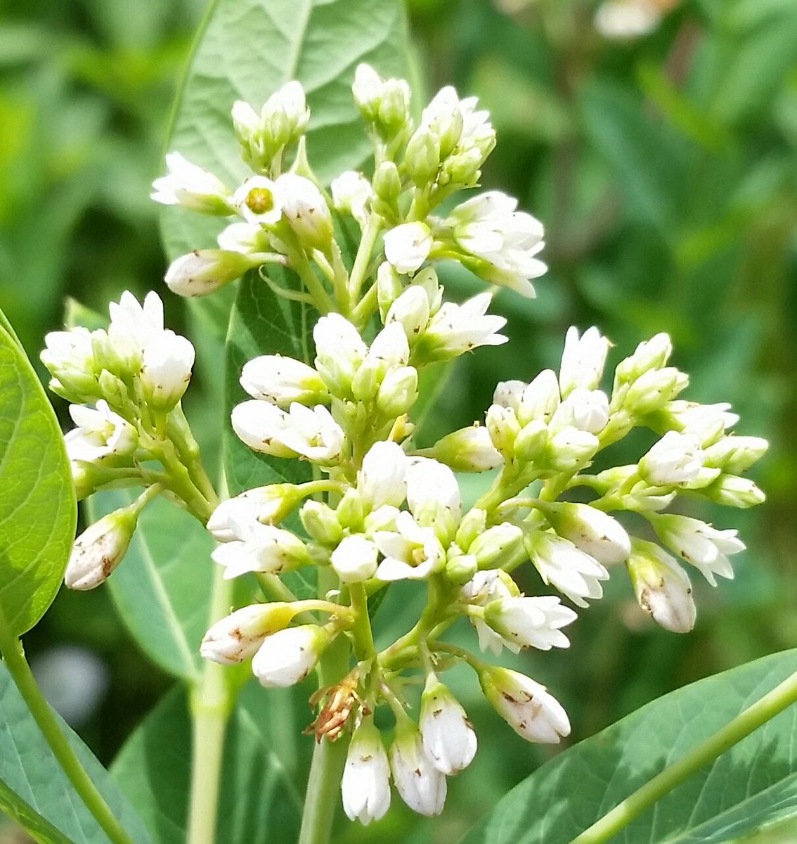 GardenOpus's tweet photo. NAMES THE FAMILY: #Apocynum #cannabinum (Common #Dogbane), in the #Prairie garden of a client site - namesake of the family #Apocynaceae. https://t.co/aIHN8XZDiU