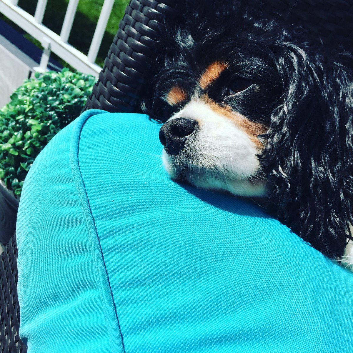 lisa_lmo's tweet photo. Walk, swim, bath,treats now sunshine to dryoff!!! Life is good🤘🏻 https://t.co/z5r297ud6t