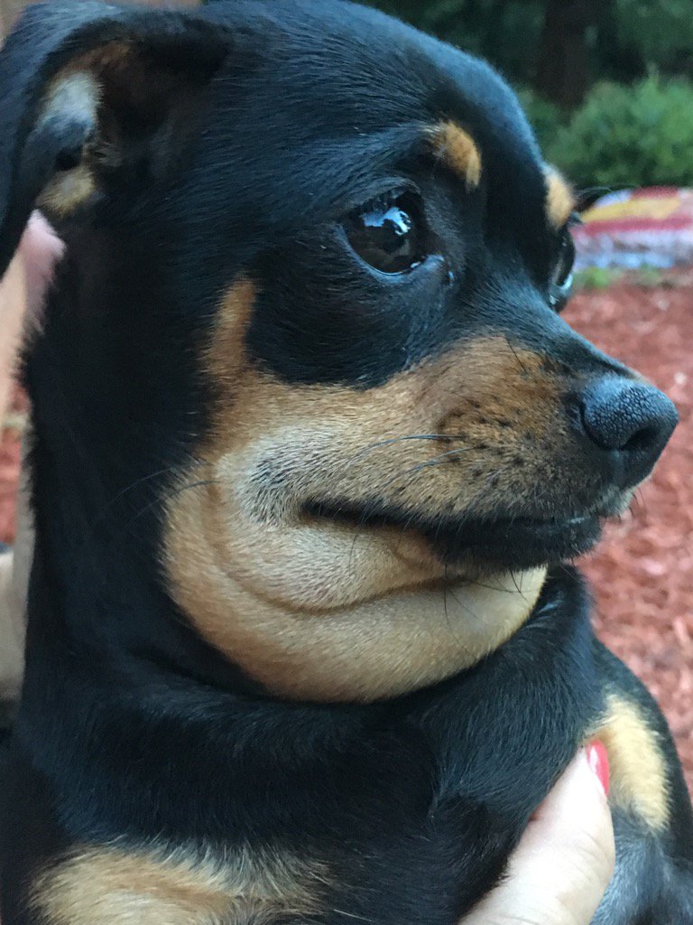 rab759's tweet image. Josie got snakebit this afternoon. She looks like she has the mumps.