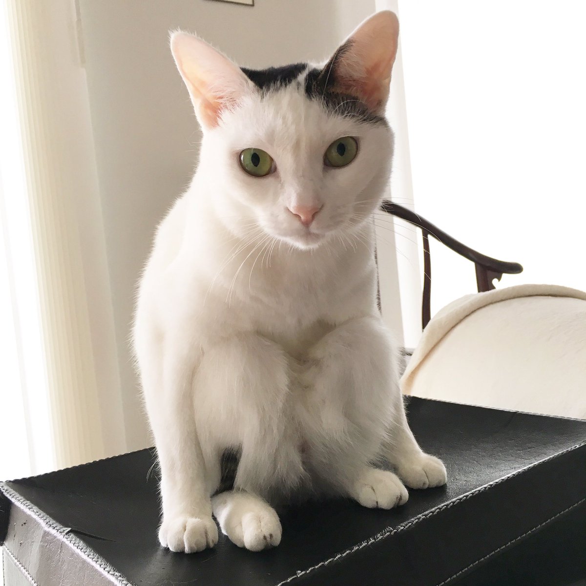 猫ラボ なにその座り方 T Co Whuohwcke3 Twitter