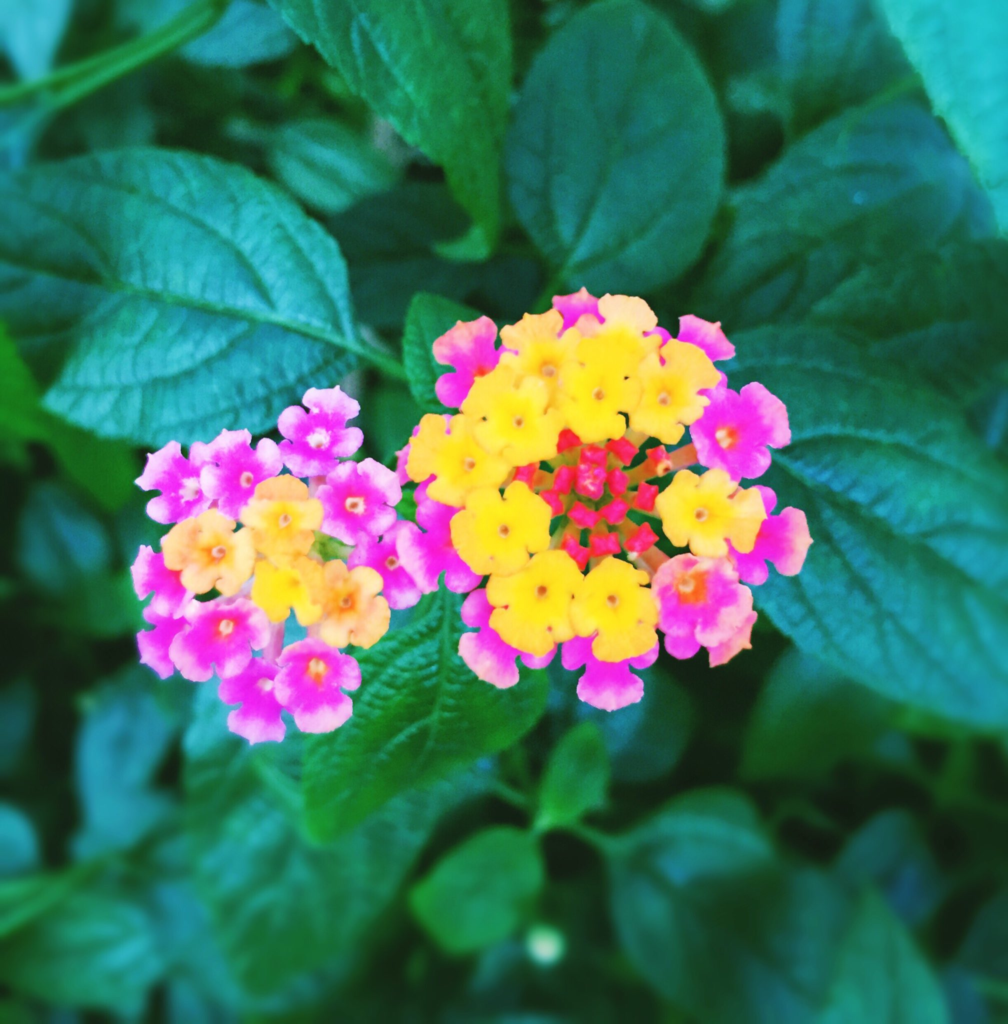 ランタナの花言葉 Twitter Search Twitter