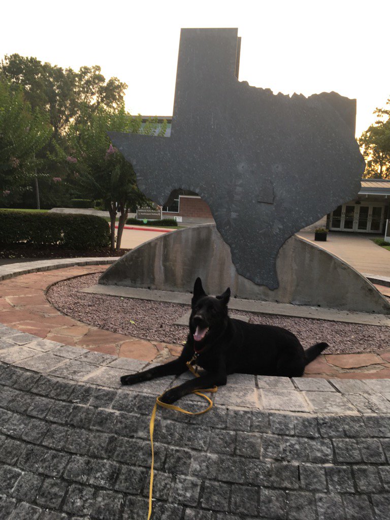 k9xcountry's tweet photo. Arrived TX Cole feels at home all ready though Maestra is a little road weary #nextstopAustin https://t.co/2jYq1iWSG9