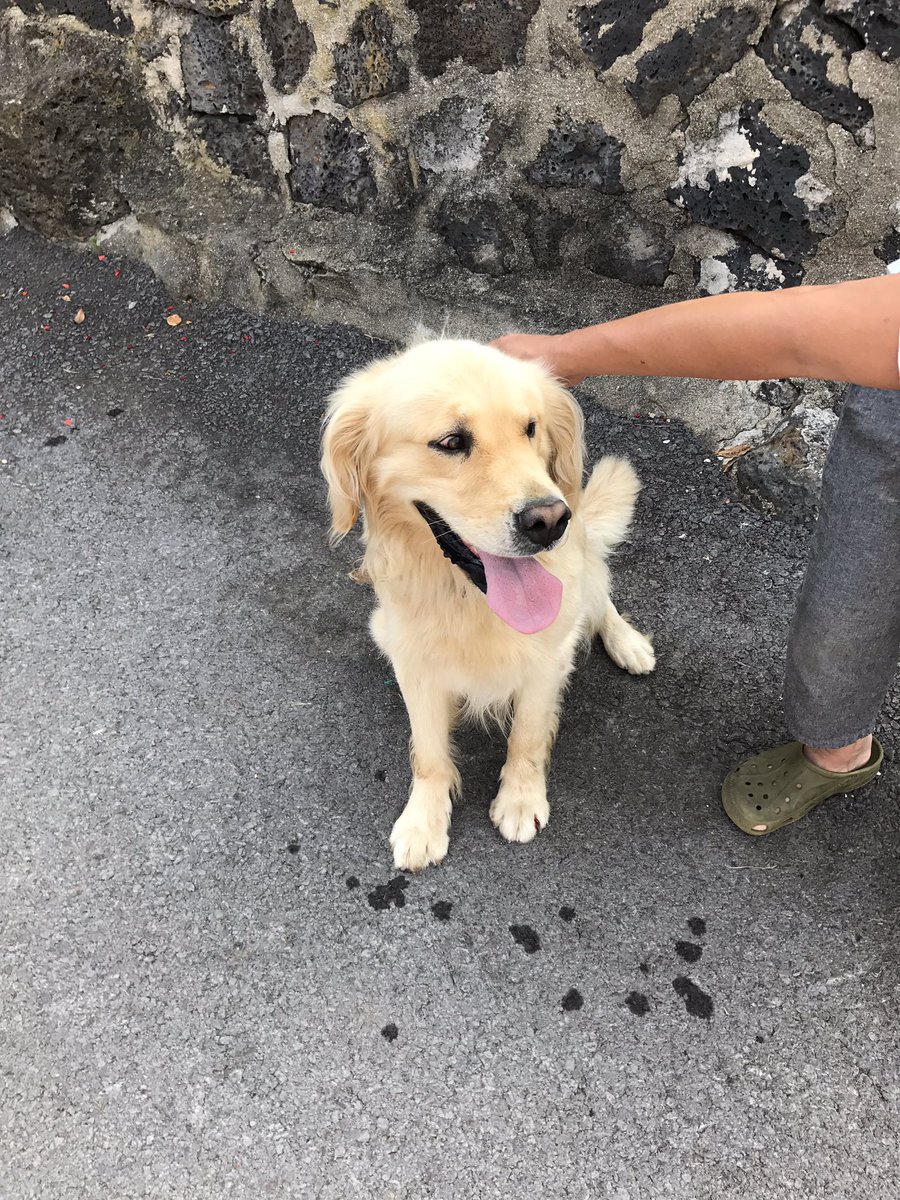 fromjay's tweet image. 골든 리트리버 주인 찾습니다. 
오늘 오전 조천읍 신흥리 다문화센터 운동장에서 발견되었고, 이름표 없이 목줄만 한채 발견되었습니다. 리트리버 수컷이고, 중성화는 안했네요. 아시는분 연락 부탁드려요 .