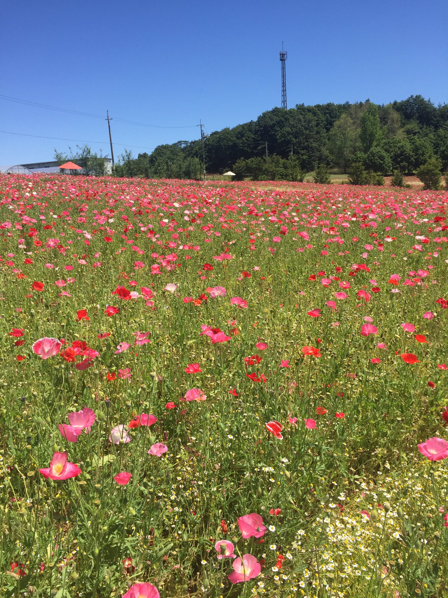 香山ラベンダーの丘 Twitter Search Twitter