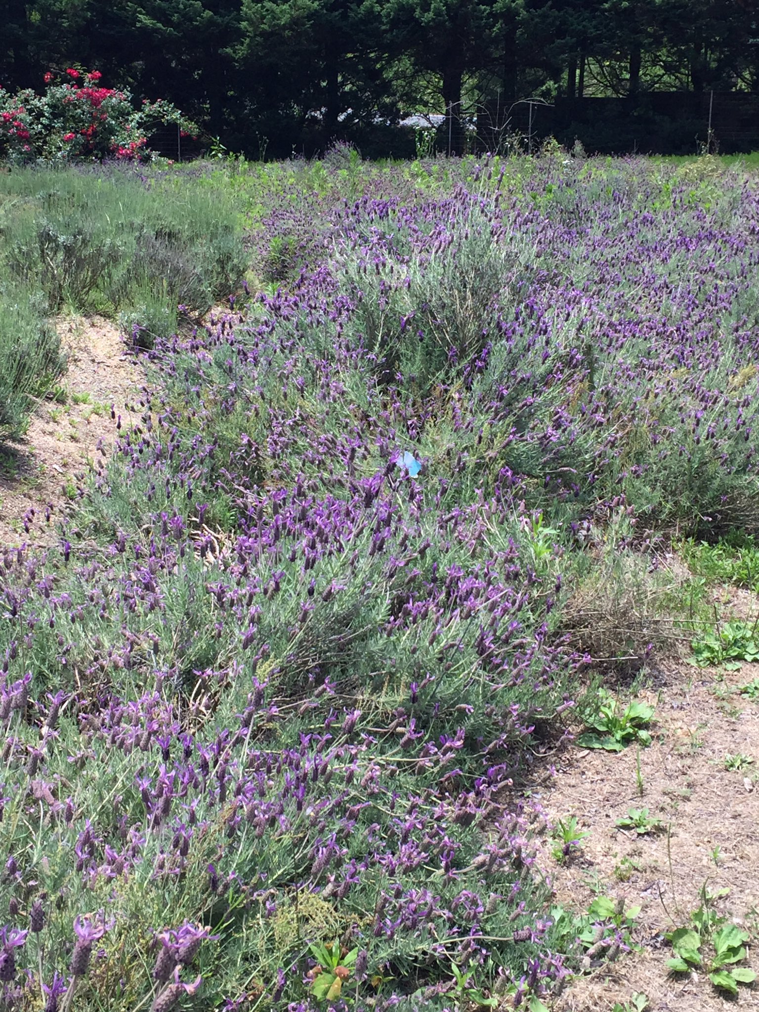 香山ラベンダーの丘 Twitter Search Twitter