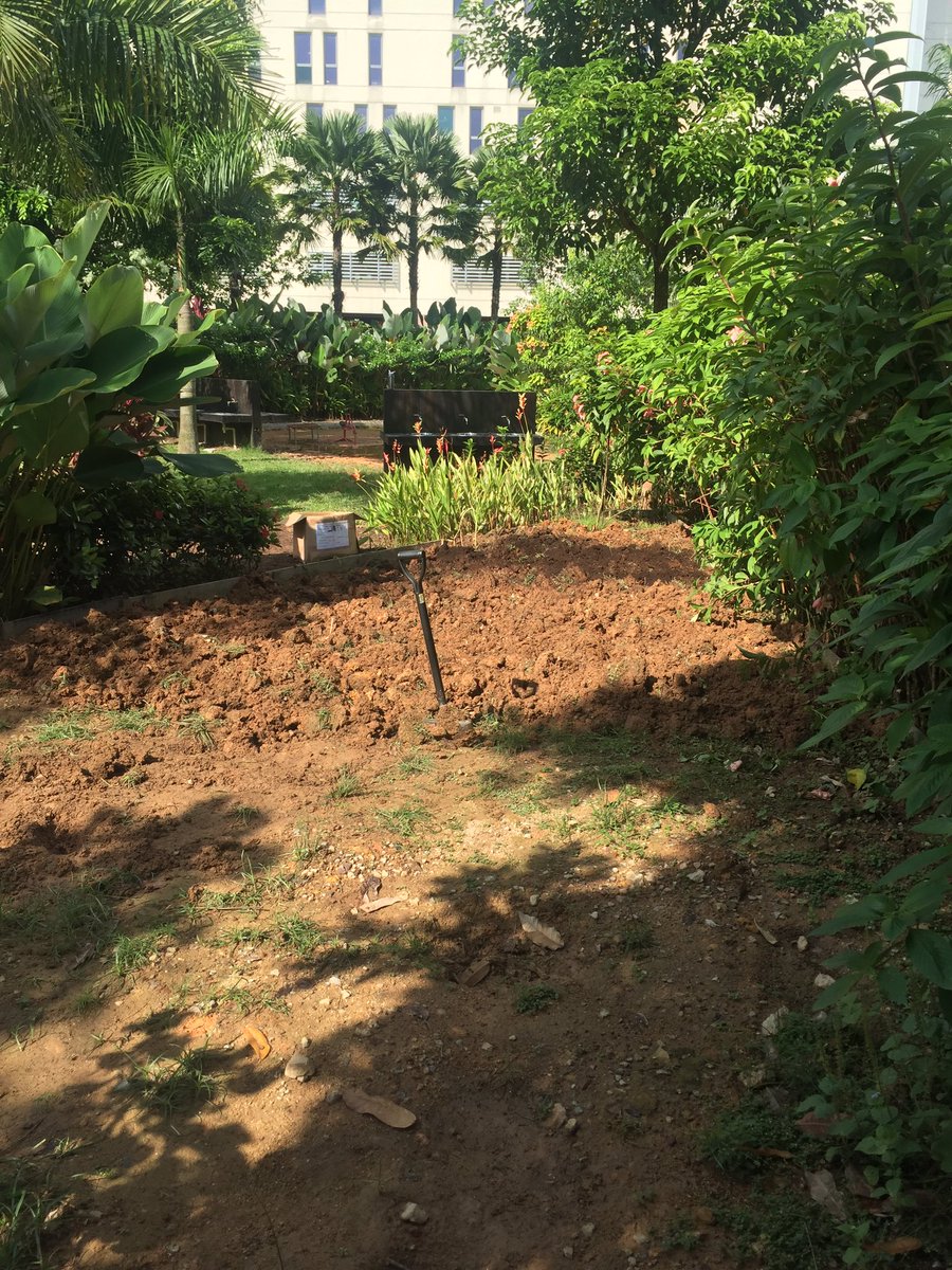 Project dig ⛏. Preparing the soil in the ODC to allow us to grow fruits and veg next year #cisfarm