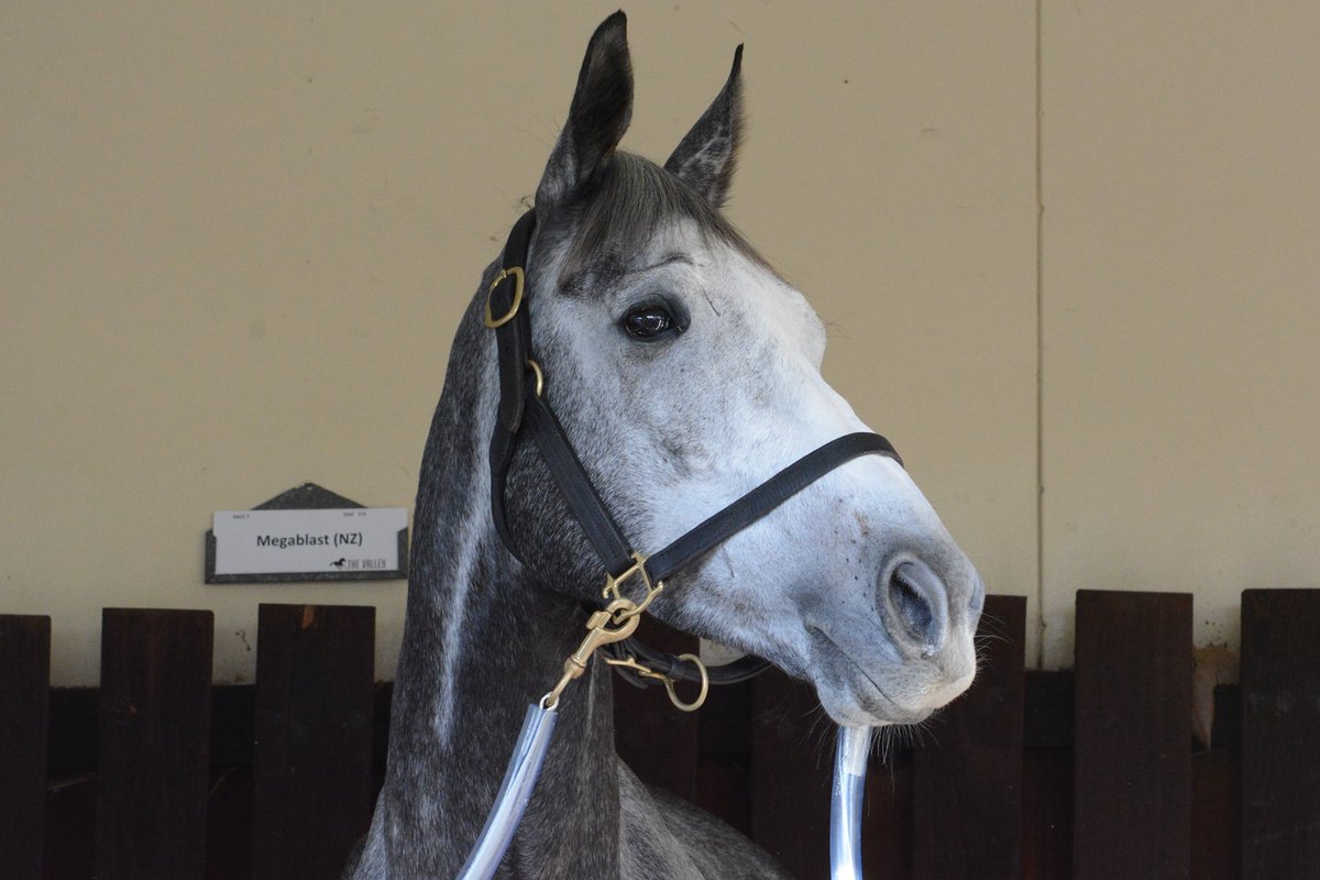 Lion_Tamer_Nz's tweet photo. @TileyRacing thought you might like some pics of megablast from yesterday .. https://t.co/W3AjmNewU6