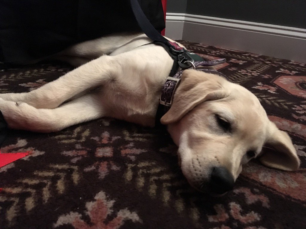 Maya at the gala. #fidostuxandtails2017