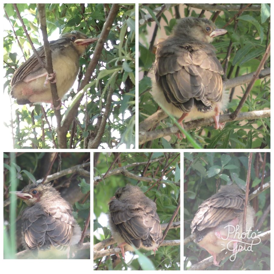 ヒヨドリの成長過程をじっくり眺めてみよう 雛は 幼鳥は ヒヨドリの世界