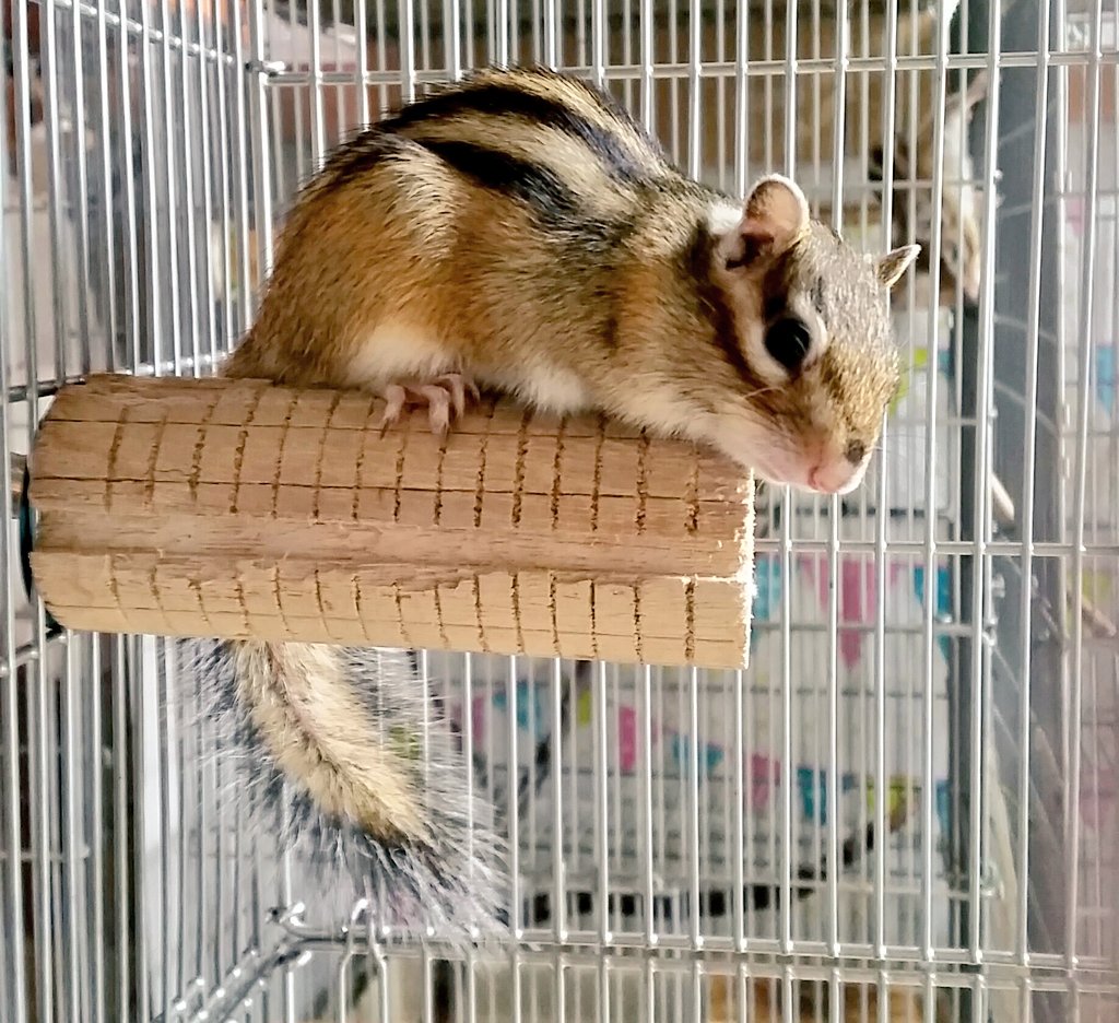 Gluck Toruna G Twitter