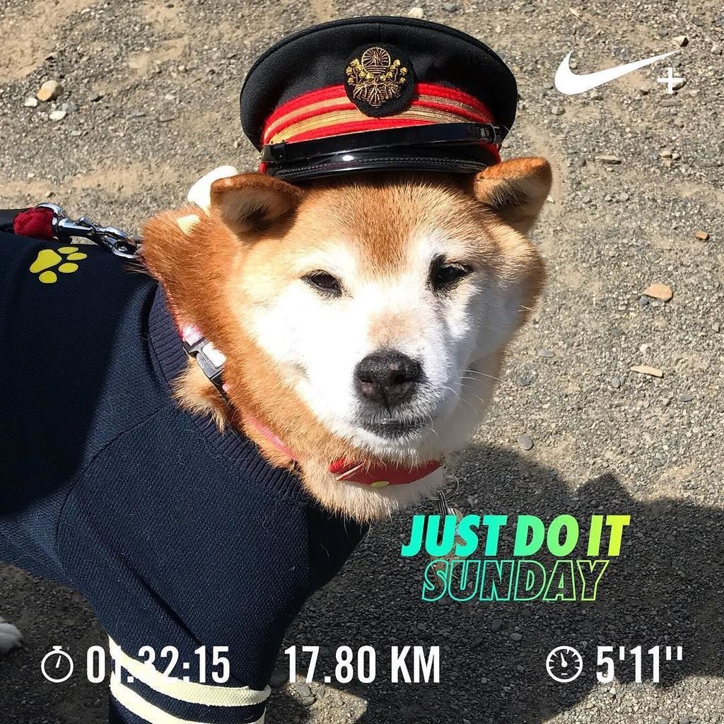 maru_9600's tweet image. .
日本一早い午前9時40分が最終電車
新十津川駅の駅長🐶ララちゃん
大人しくこ🐶 #stationmaster
がんばれ札沼線
#朝ラン  の記録です
.
.
#morningrun
#runrunrun
#iphone7
.
.
.
.
.
.