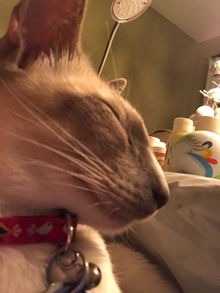 debistudios's tweet photo. Late night art projects with Meeko the studio cat #debistudios #artist #ornaments #needmorelight #gladicansleepin https://t.co/iQSMstYBag