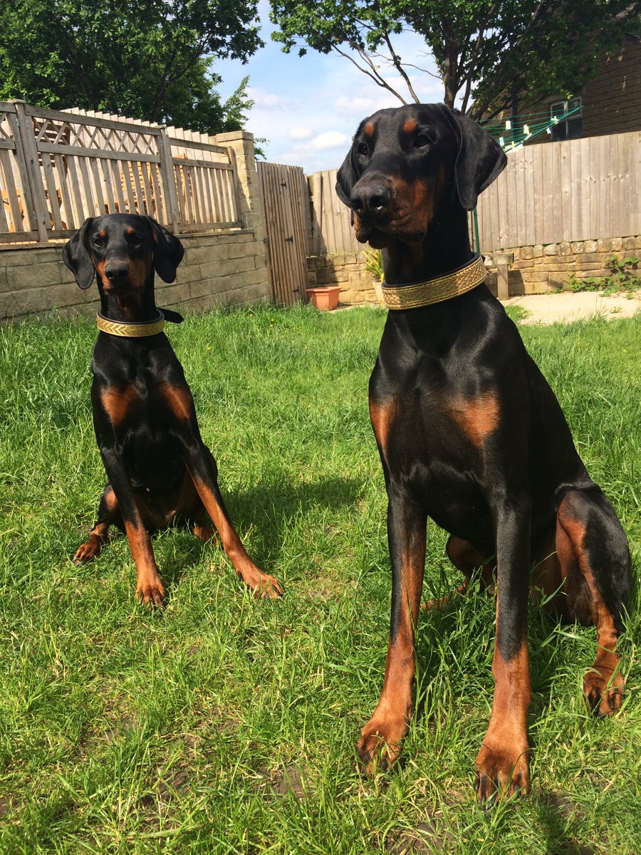 StampedeEq's tweet photo. Keep #dogs cool today π in the π¬π§ it's going to be hot! I'm up for an early walk before the heat #Goodvetguide #Clubdobe #GoodDogMagazine https://t.co/wNJoamfJVf