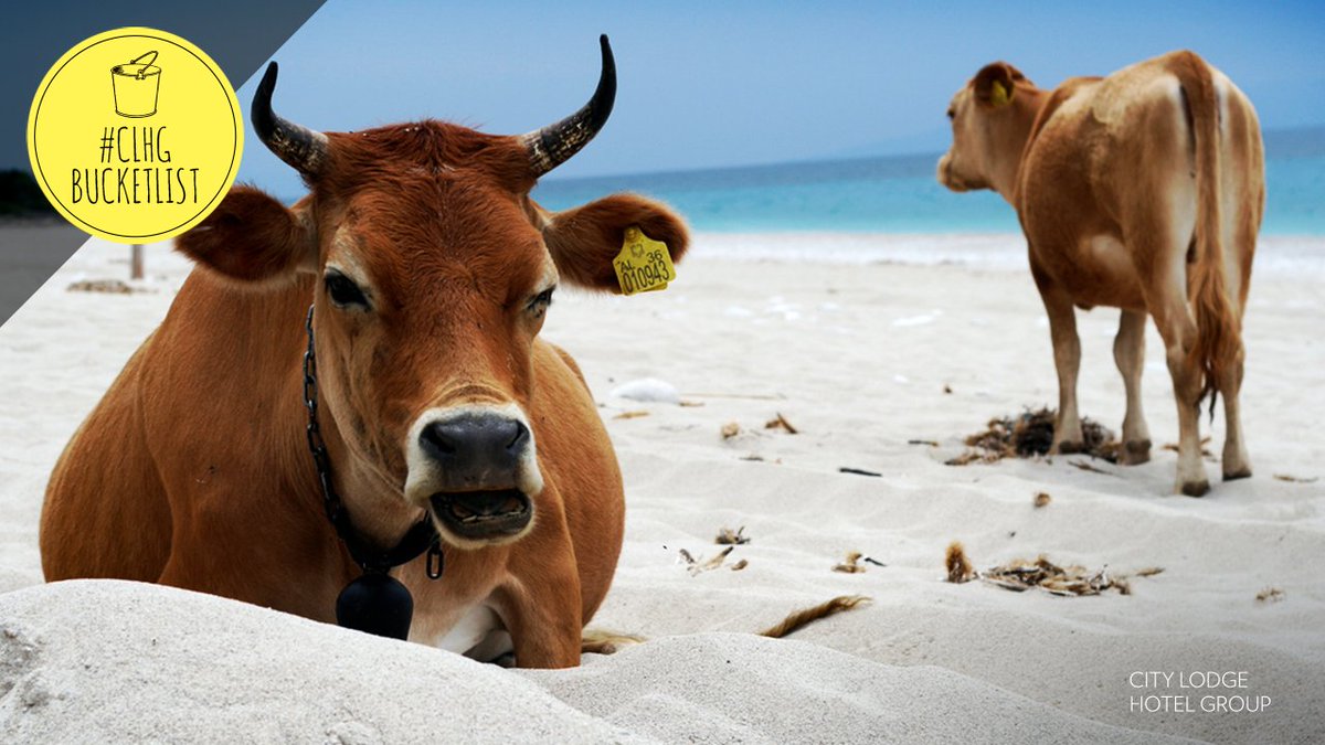 CityLodgeHotels's tweet photo. The Wild Coast offers so much more than just a ‘hole in the wall’. Spot the cattle wandering along the Port St Johns beach. 
#CLHGBucketList https://t.co/kwUZxk3ygq