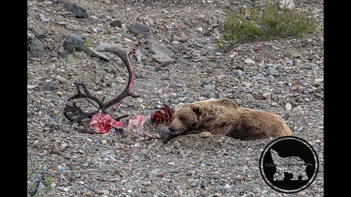 LauraLynPhoto's tweet photo. #circleoflife here in #Denali #100DaysinDenali #Denali100 #Denalinps #wildlifephotography #wildlife #alaskalife https://t.co/ac12353GqC
