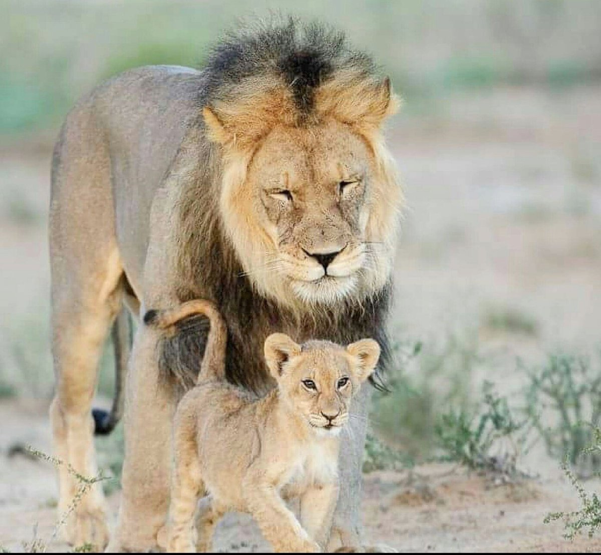A #father is someone you look up to no matter how tall you grow.
Hats off to ALL Fathers on this #FathersDay  😽
📷 Johan Barnard
